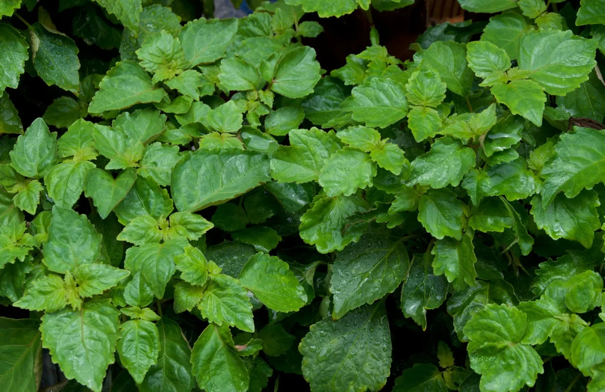 Patchouli Essential Oil Indonesia