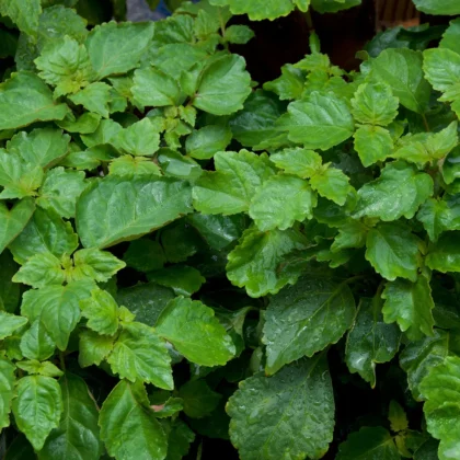 Patchouli Essential Oil Indonesia