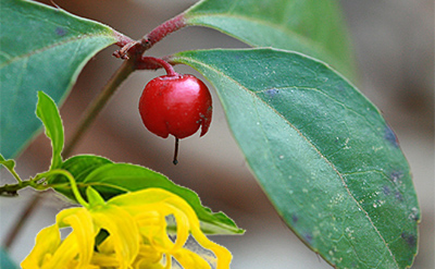 Methyl Benzoate