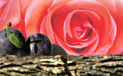 Damascone Alpha