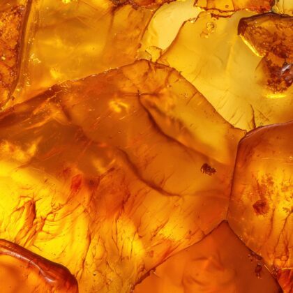 AMBRE 83