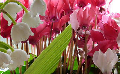 Cyclamen Aldehyde