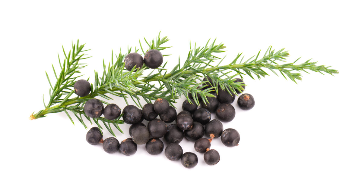 Juniper Berry Essential Oil