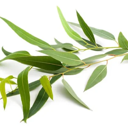 Eucalyptol