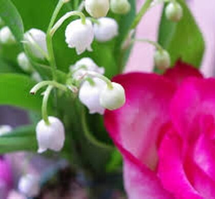 FLOROL® FIRMENICH 966458
