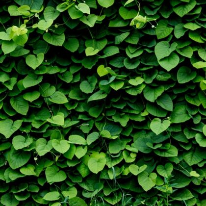 Folione® FCC (Givaudan)