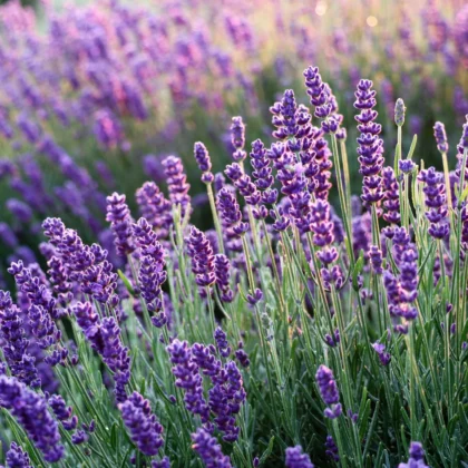 Scentially - Lavender